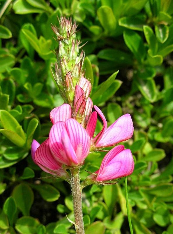 Onobrychis viciifolia